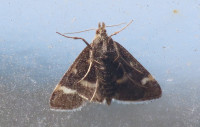 Pyrausta-nigrata